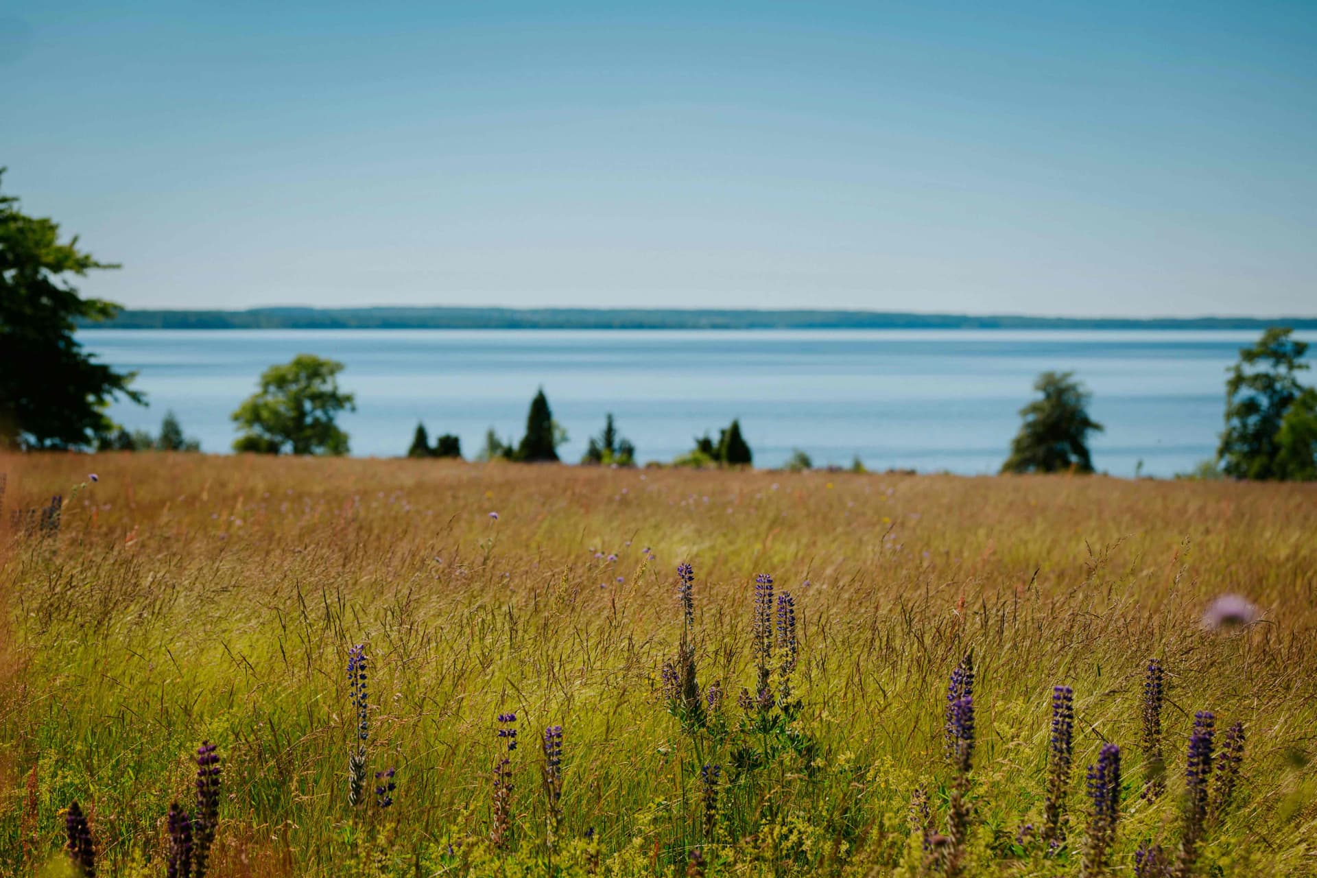 Nordic landscape with flowers and water